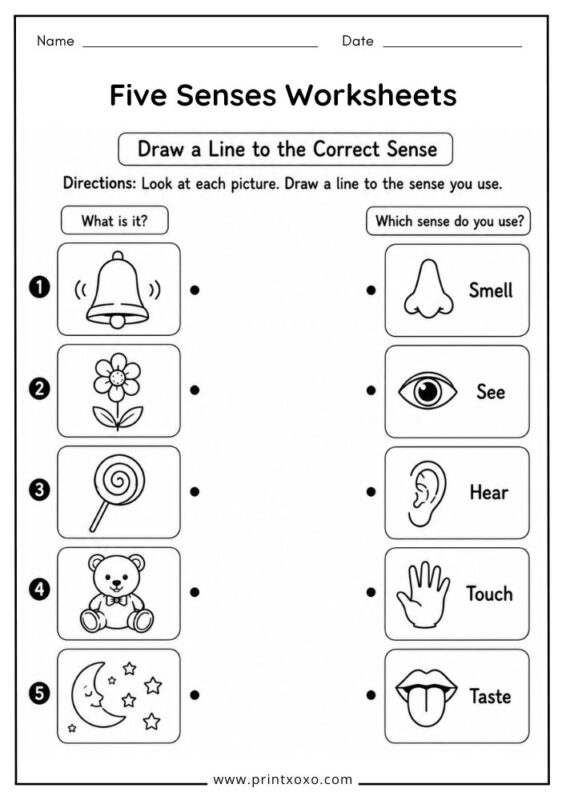 Draw a Line to the Correct Sense Worksheet