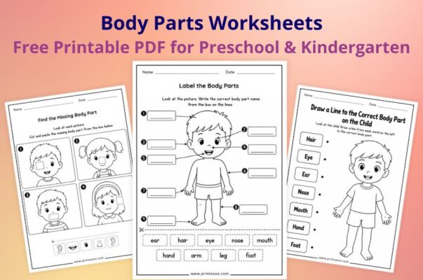 Free Printable Body Parts Worksheets for Preschool and Kindergarten PDF
