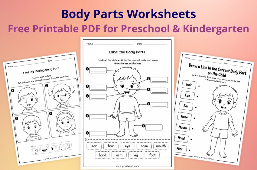 Free Printable Body Parts Worksheets for Preschool and Kindergarten PDF