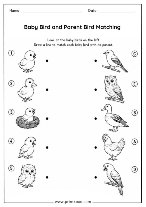 Baby Bird and Parent Bird Matching worksheet
