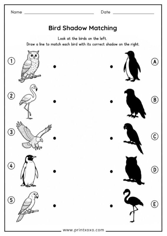 Bird Shadow Matching worksheet for preschool