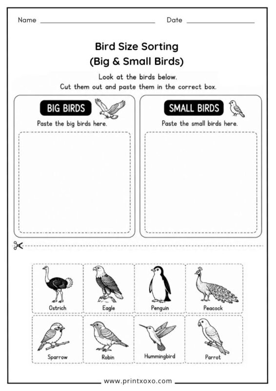 Bird Size Sorting worksheet for preschool
