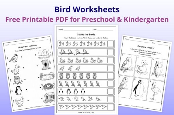 Free Printable Birds Worksheets for Preschool and Kindergarten