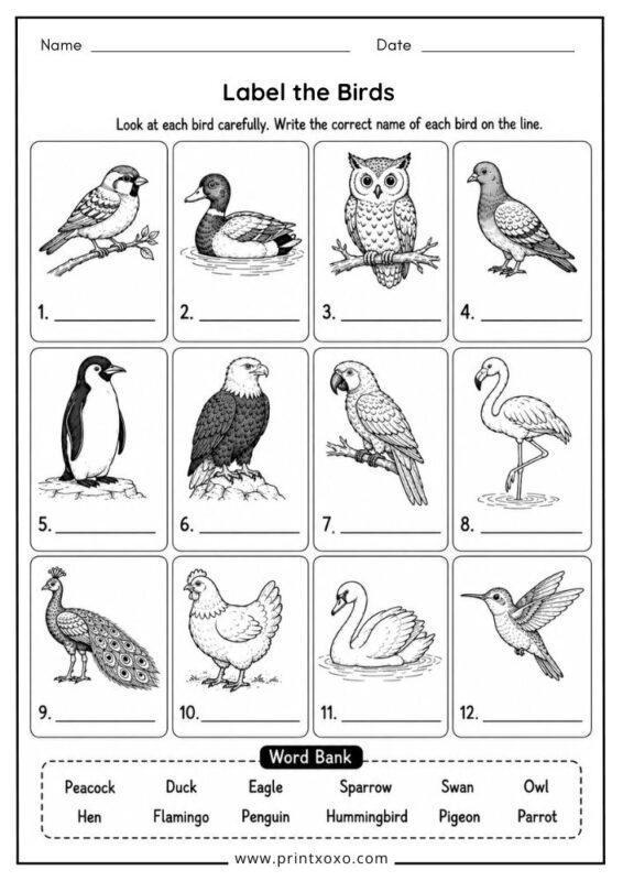 Label the Birds worksheet for preschool and kindergarten