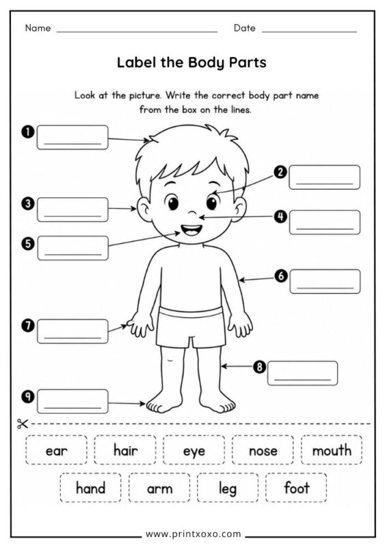 Label the Body Parts printable worksheet for preschool and kindergarten.