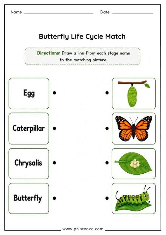 Free printable butterfly life cycle matching worksheet for preschool and kindergarten.
