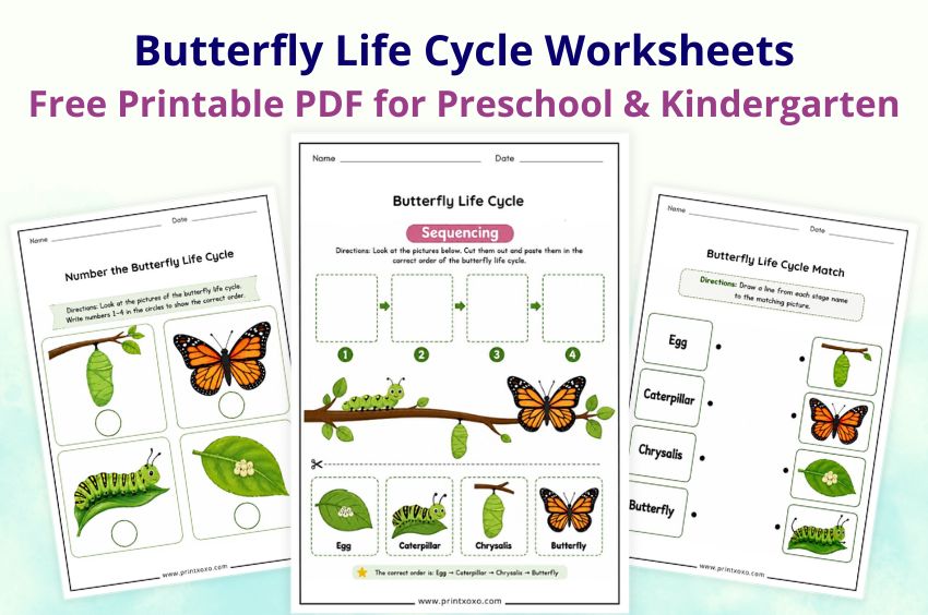 Free printable Butterfly Life Cycle Worksheets PDF for preschool and kindergarten children.