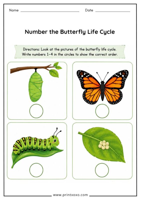 Free printable number the butterfly life cycle worksheet for preschool and kindergarten.